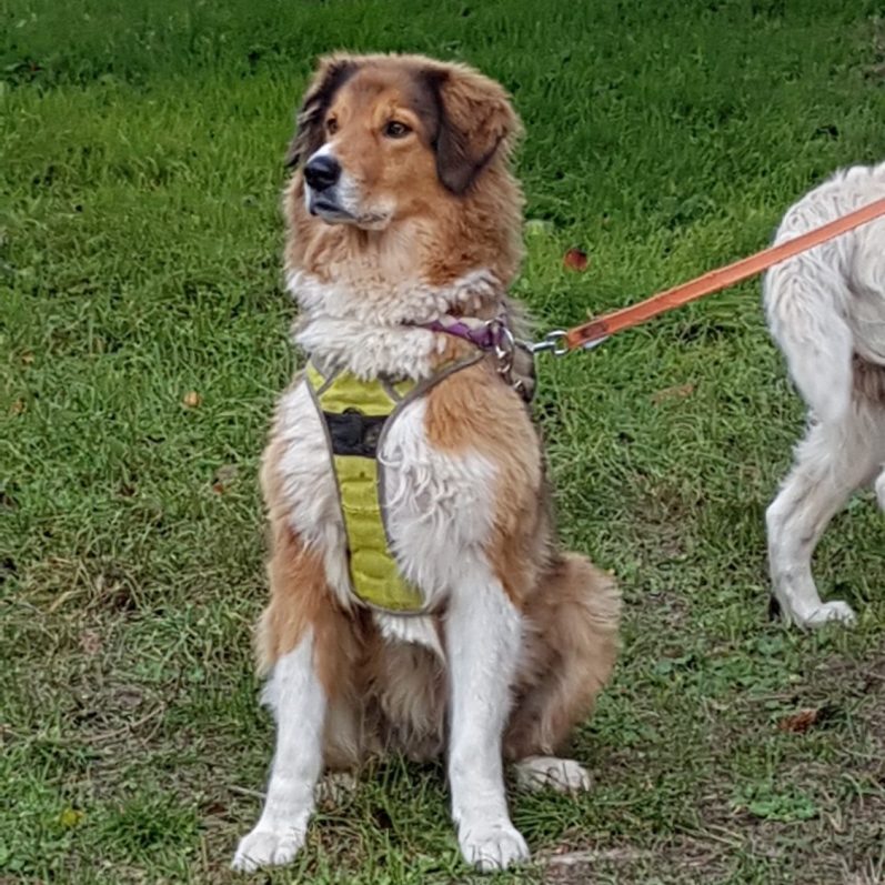 Leinenführigkeit Hund mit Leine