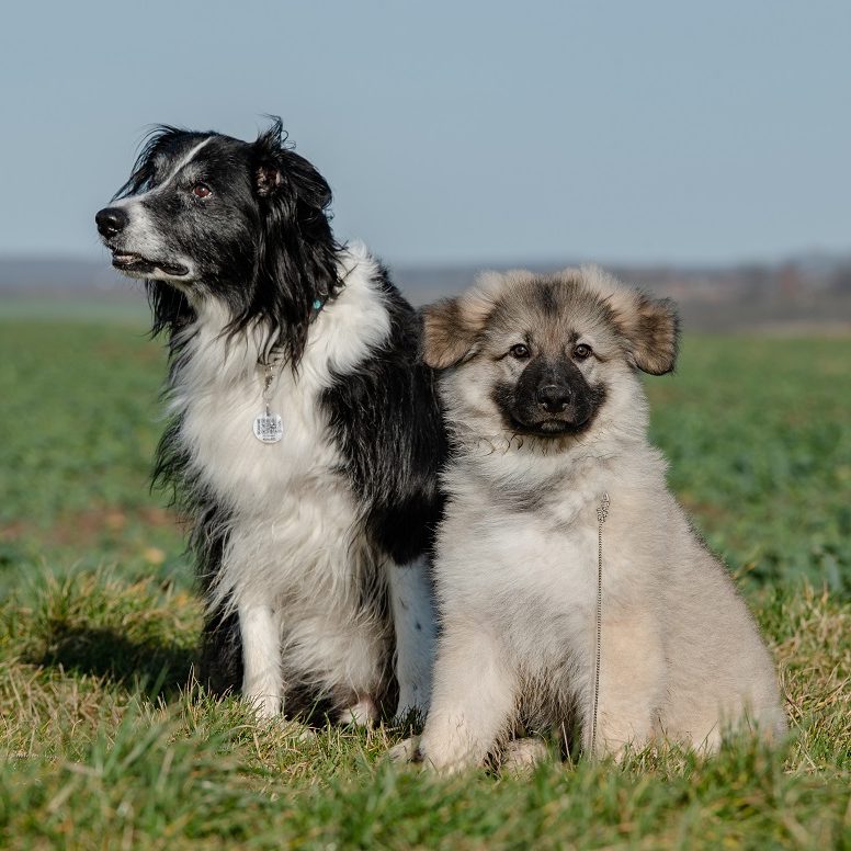 Zwei Hundenebeneinander