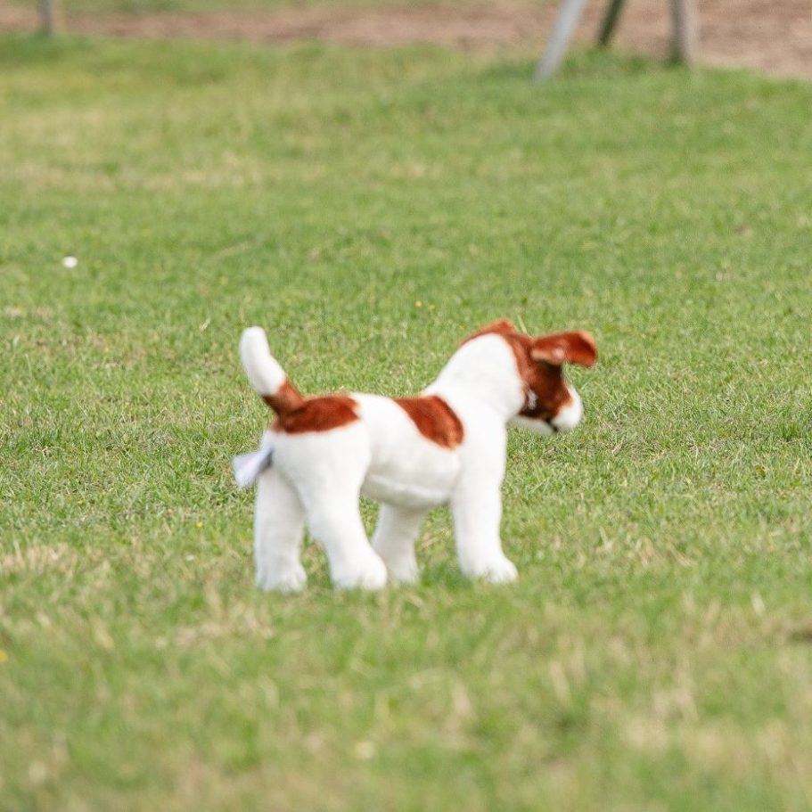 Rückruf HUnd, sitzend