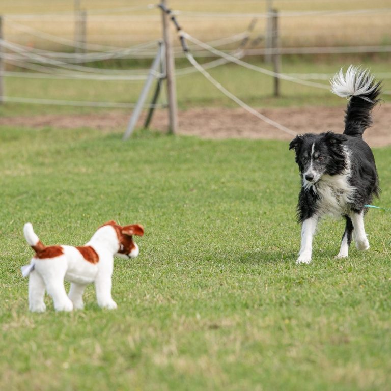 Hund ,Plüschhund, Hundebegegnung
