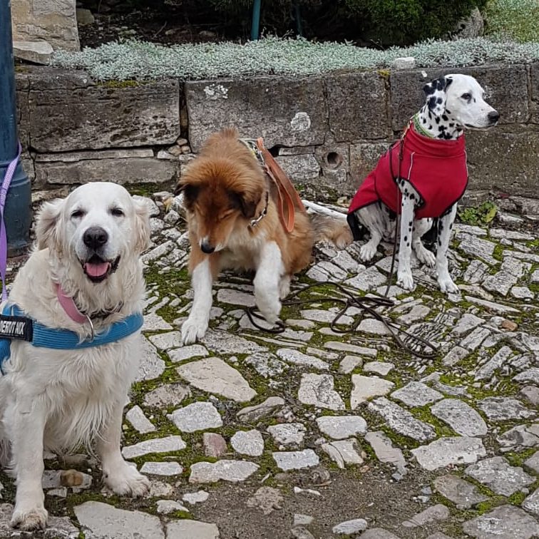 drei Hunde, nebeneinander